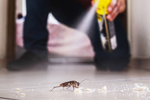 Best Pest Prevention Services  in Irwin, SC