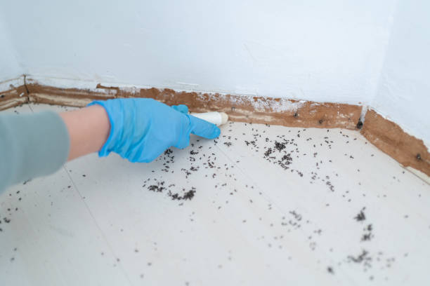 Best Ant Control Services  in Irwin, SC